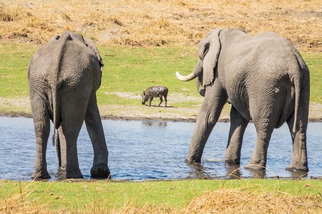 6 Hours Ultimate Pilanesberg Open Vehicle Day Tour  - Photo 1 of 7